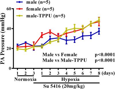 Sexually Dimorphic Regulation of EET Synthesis and Metabolism: Roles of Estrogen